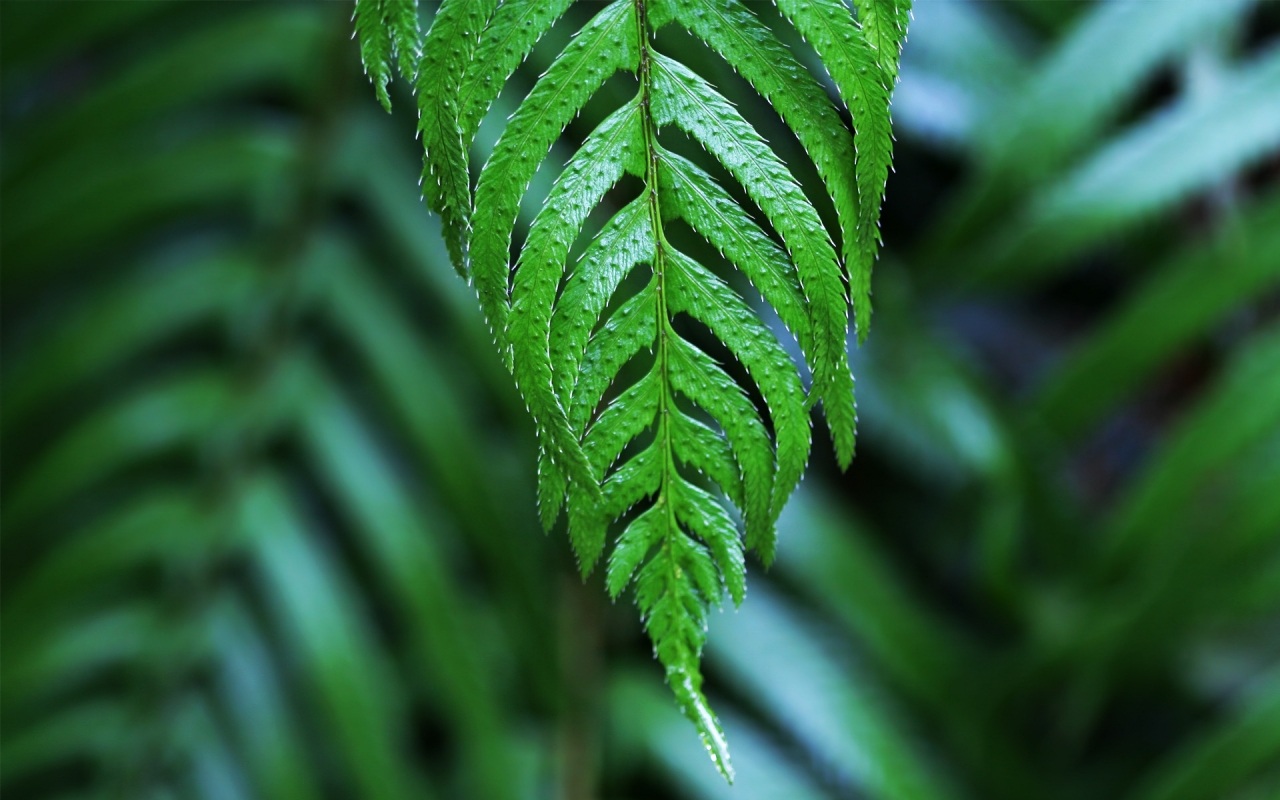 Dangling frond for 1280 x 800 widescreen resolution