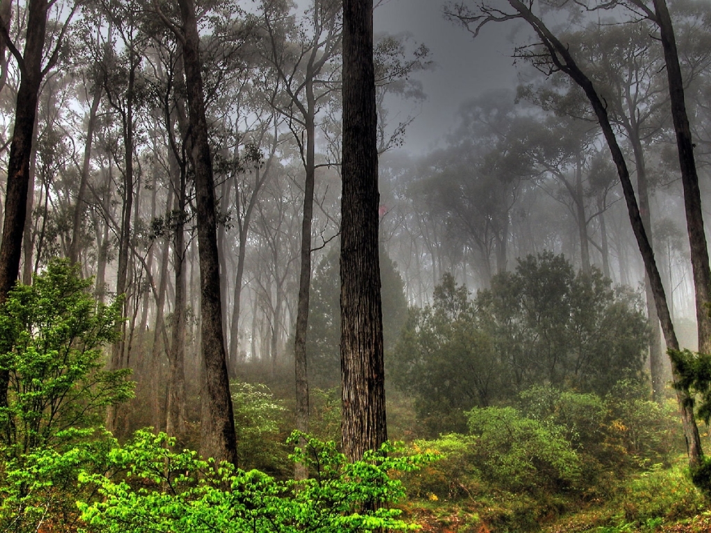 Dark Forest View for 1024 x 768 resolution