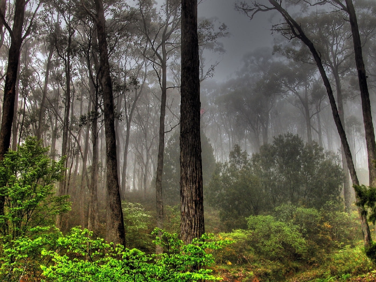 Dark Forest View for 1280 x 960 resolution