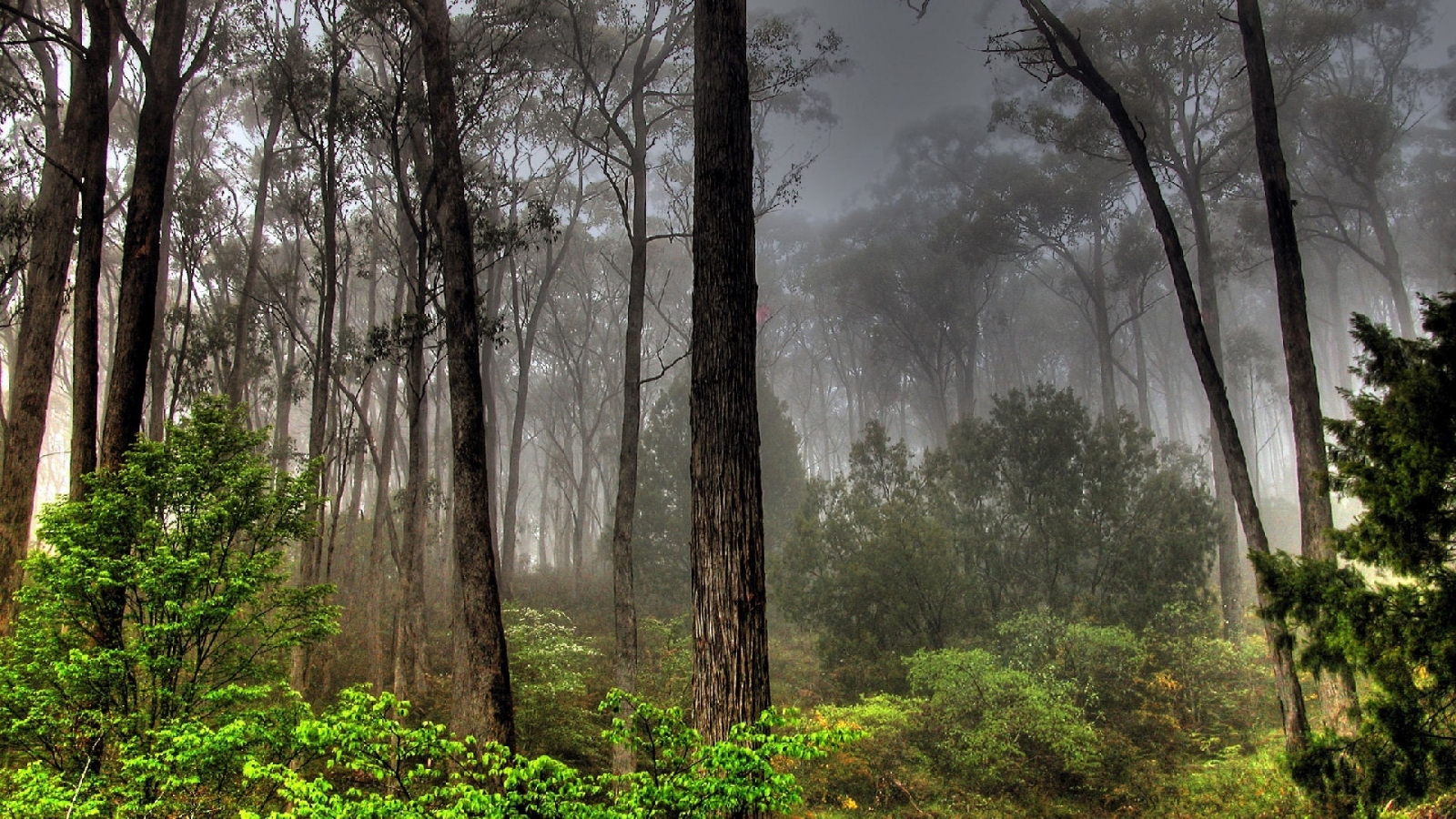 Dark Forest View for 1600 x 900 HDTV resolution
