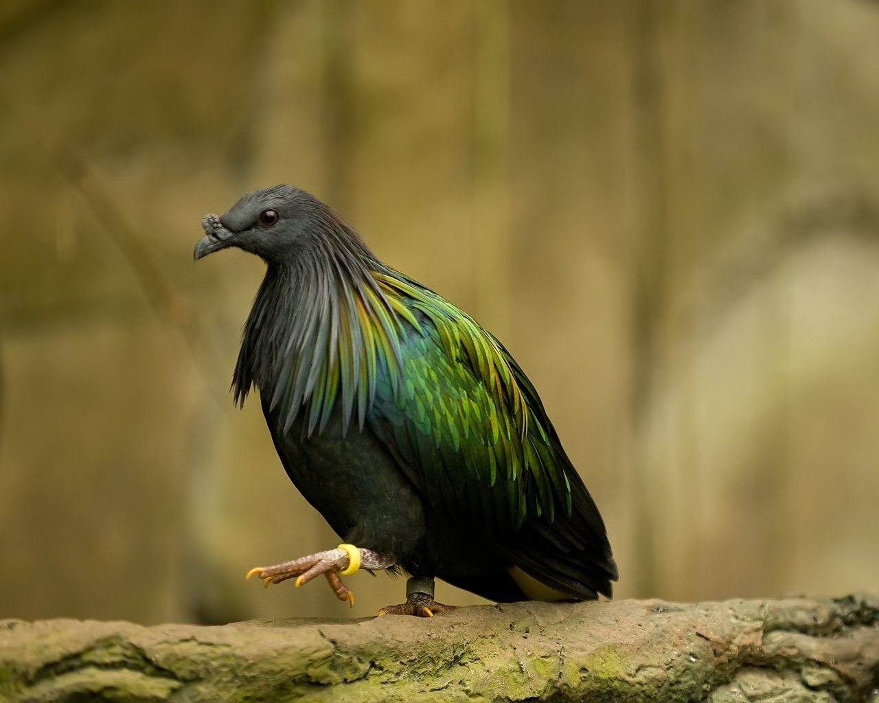Dark green bird for 1280 x 1024 resolution