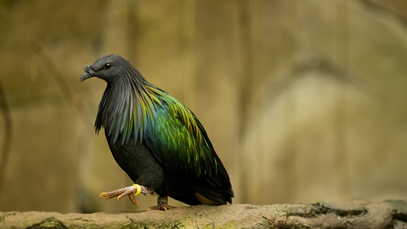 Dark green bird for 1366 x 768 HDTV resolution