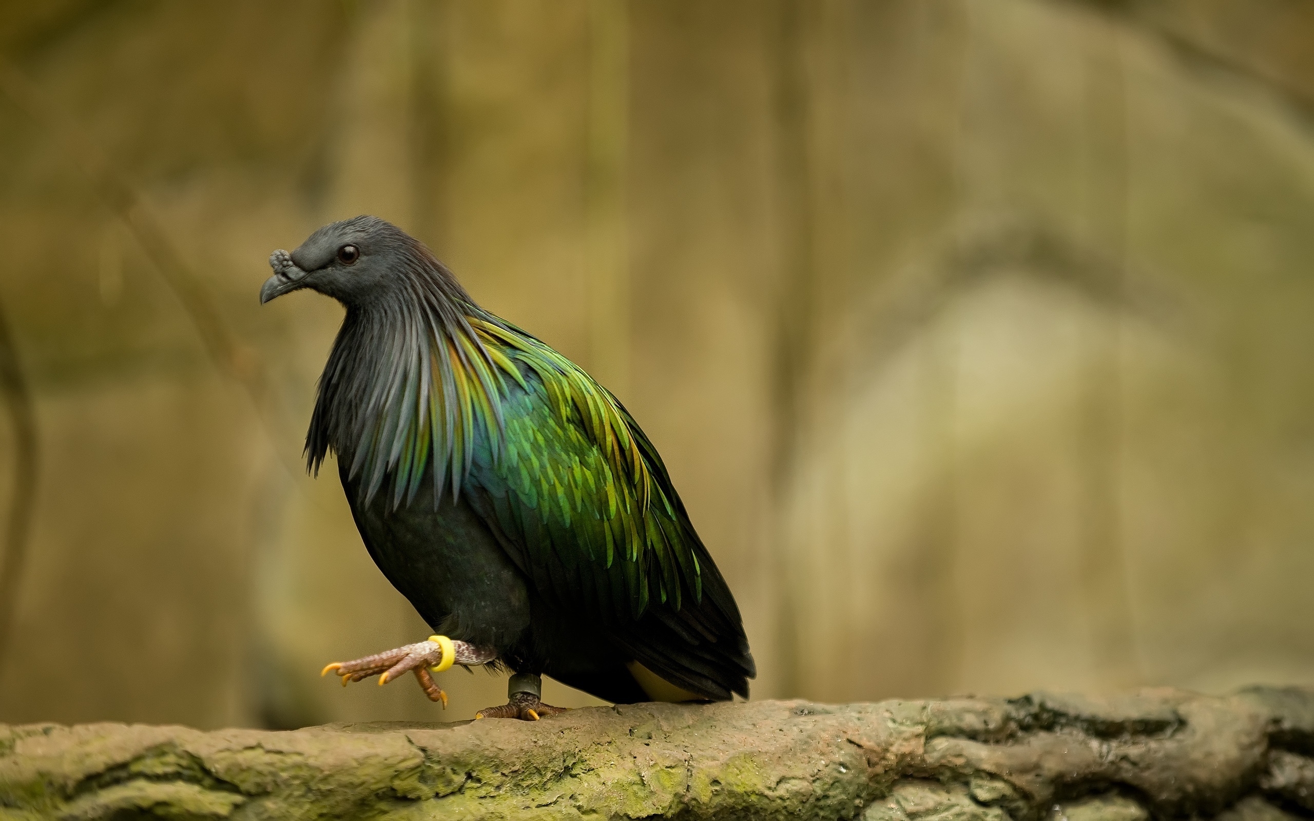 Dark green bird for 2560 x 1600 widescreen resolution