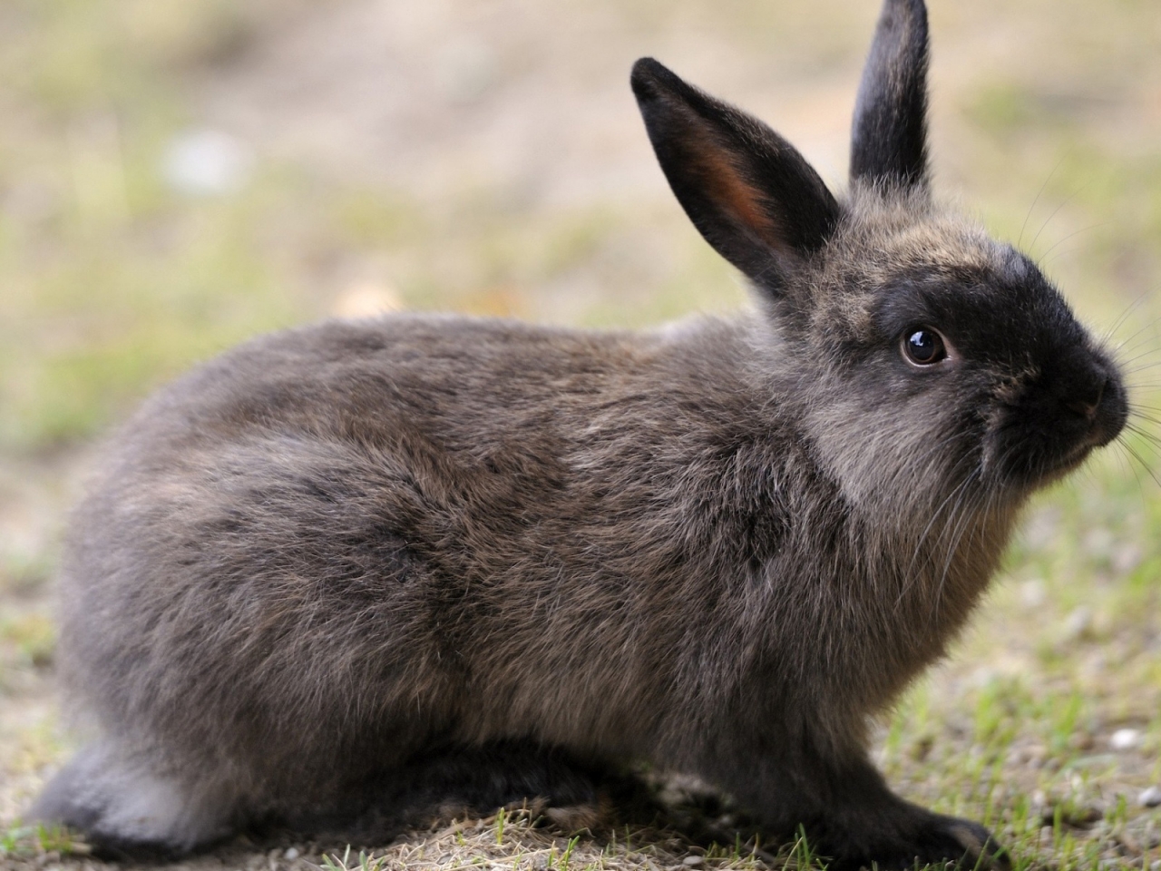 Dark Grey Rabbit for 1280 x 960 resolution