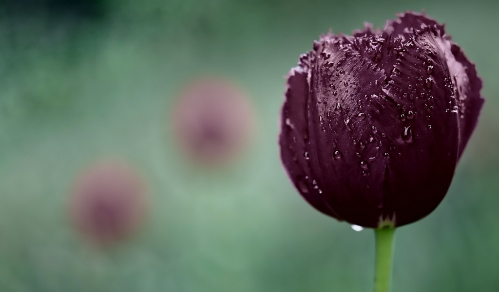 Dark Purple Tulip for 1024 x 600 widescreen resolution