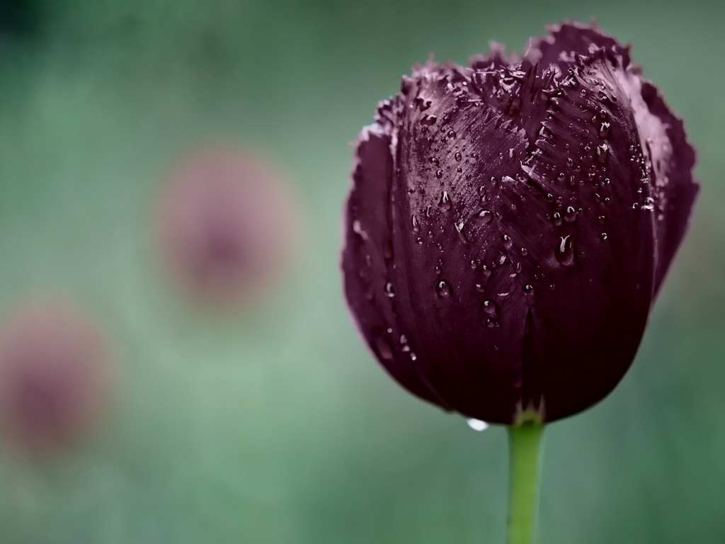Dark Purple Tulip for 1024 x 768 resolution