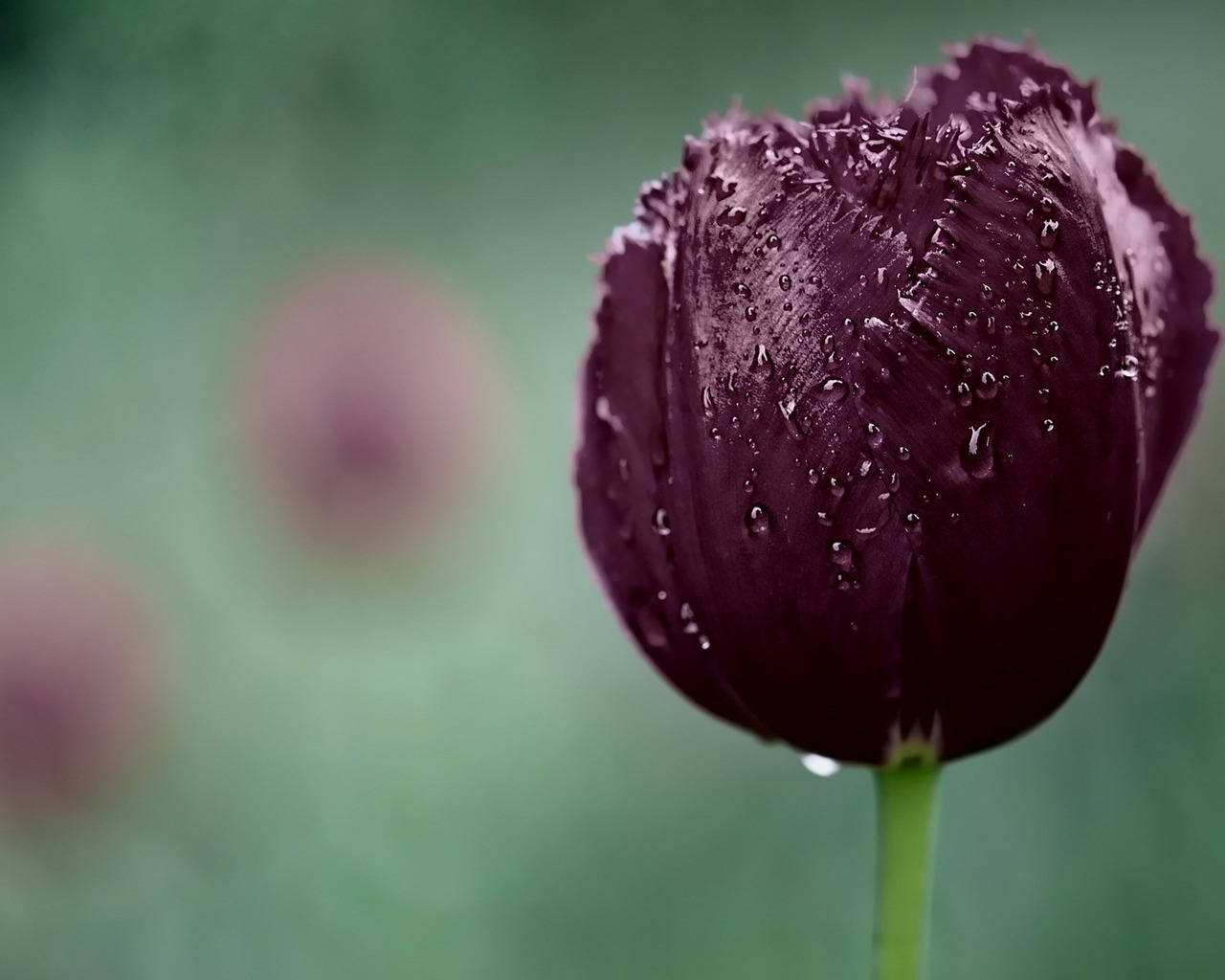 Dark Purple Tulip for 1280 x 1024 resolution