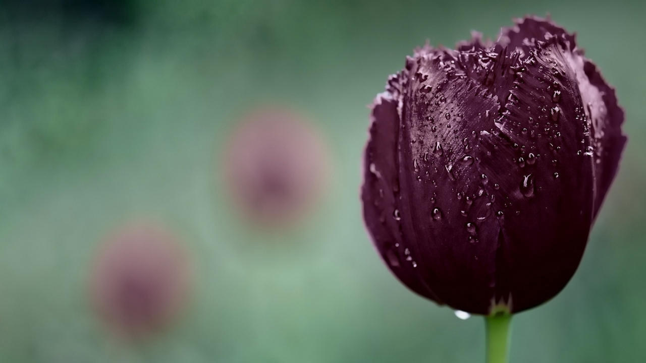 Dark Purple Tulip for 1280 x 720 HDTV 720p resolution