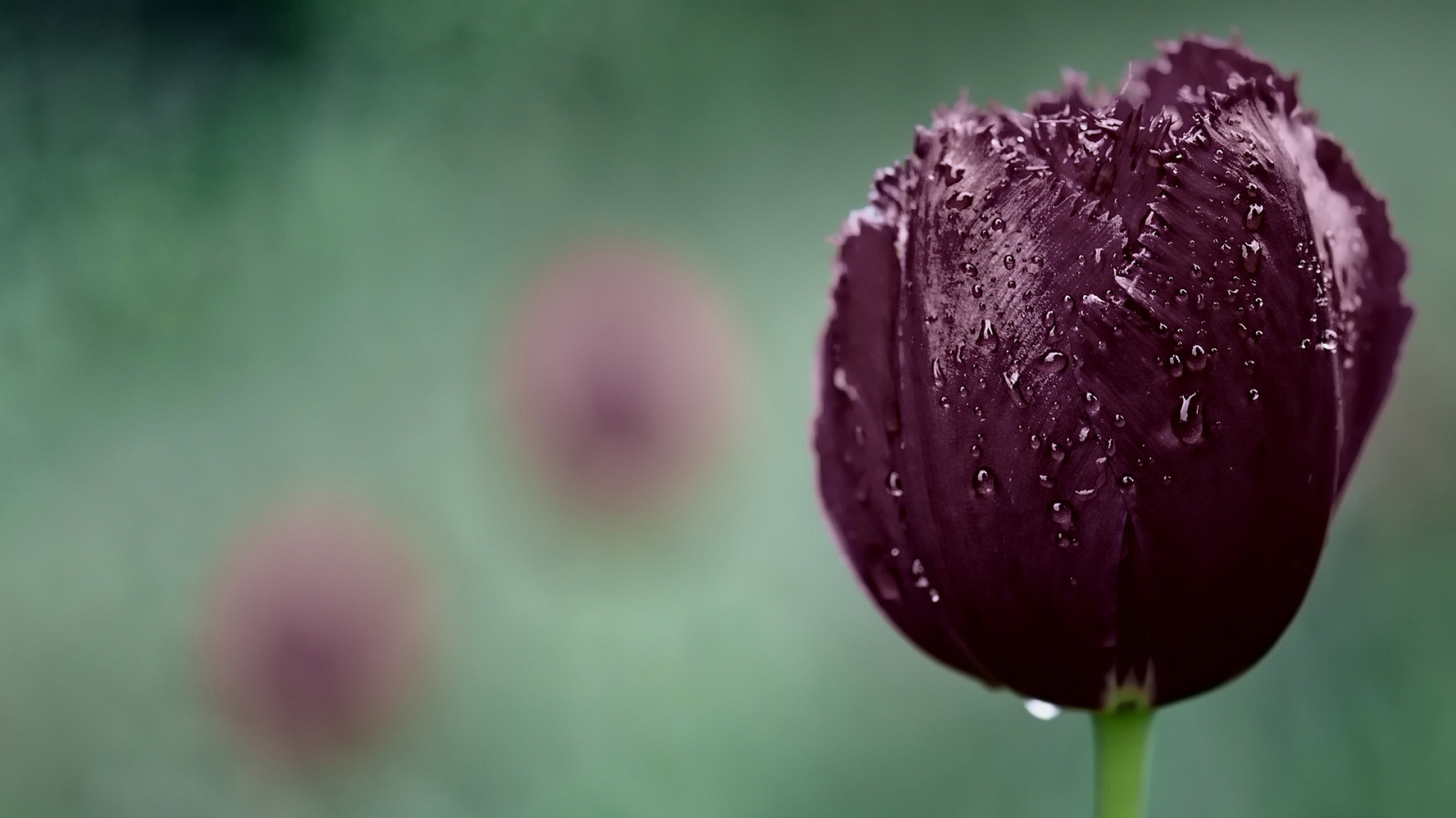 Dark Purple Tulip for 1600 x 900 HDTV resolution