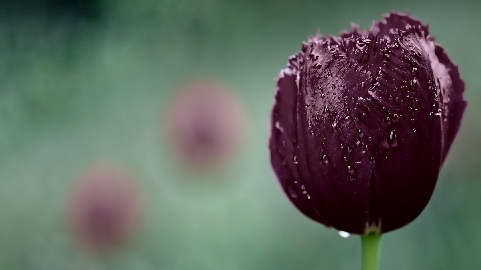 Dark Purple Tulip for 1680 x 945 HDTV resolution
