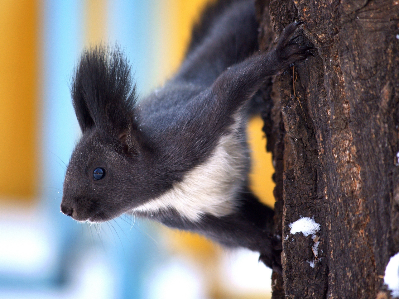 Dark Squirrel for 1280 x 960 resolution