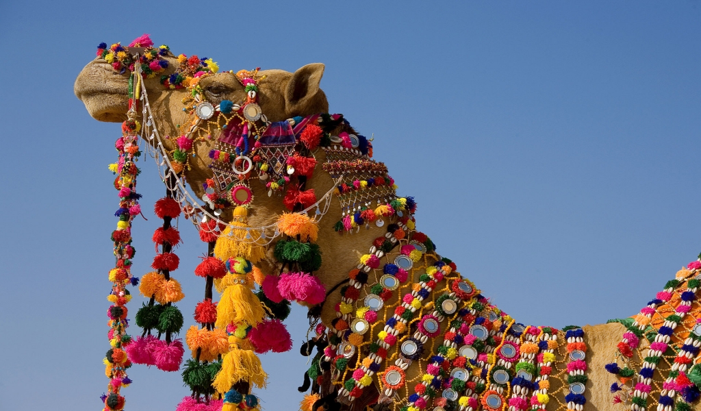 Decorated Camel for 1024 x 600 widescreen resolution