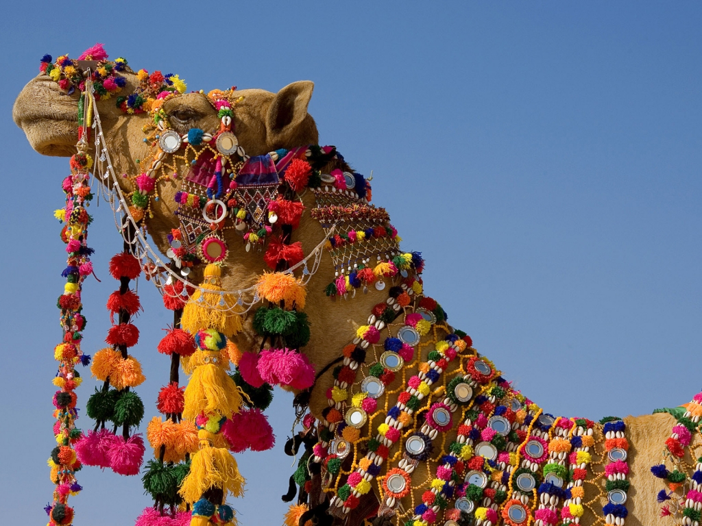 Decorated Camel for 1024 x 768 resolution