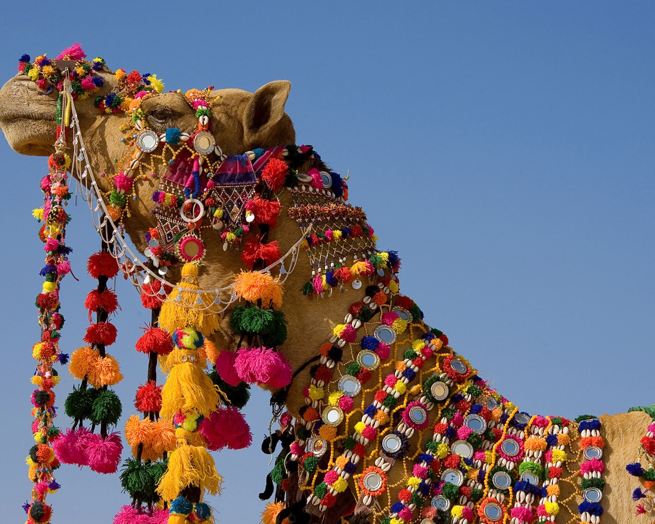 Decorated Camel for 1280 x 1024 resolution