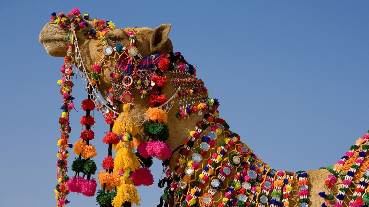 Decorated Camel for 1280 x 720 HDTV 720p resolution