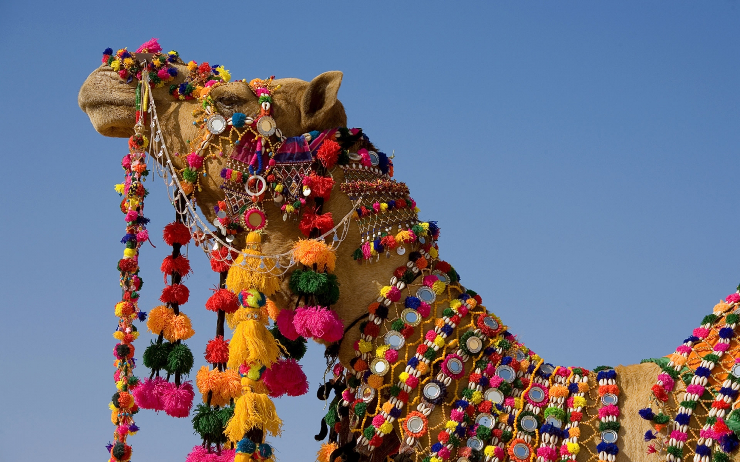 Decorated Camel for 1440 x 900 widescreen resolution