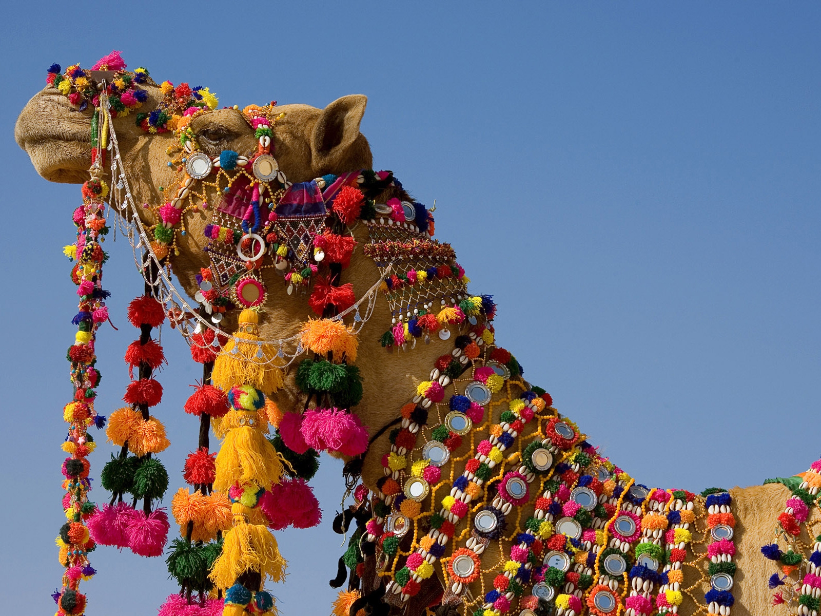 Decorated Camel for 1600 x 1200 resolution