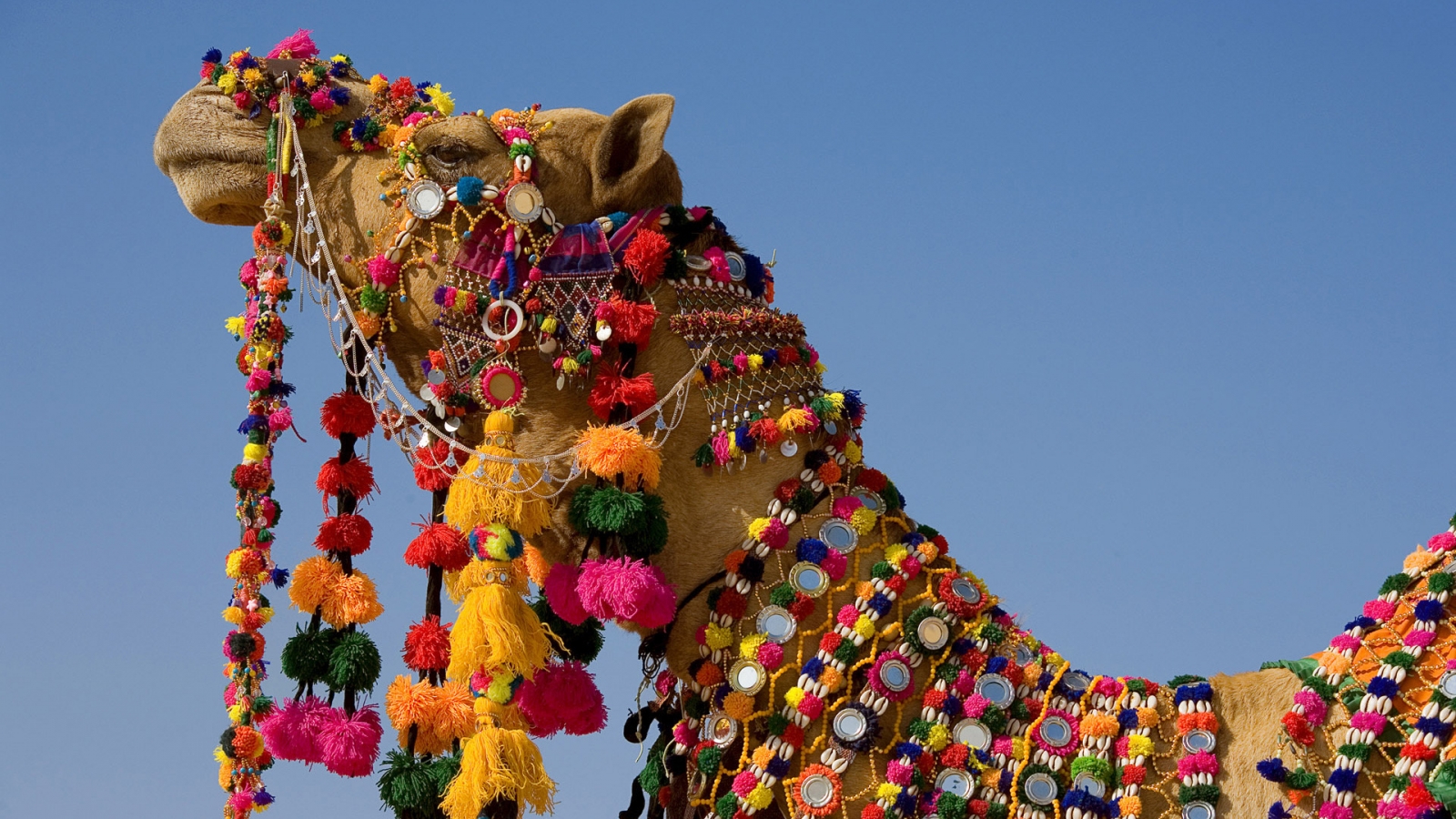 Decorated Camel for 1600 x 900 HDTV resolution