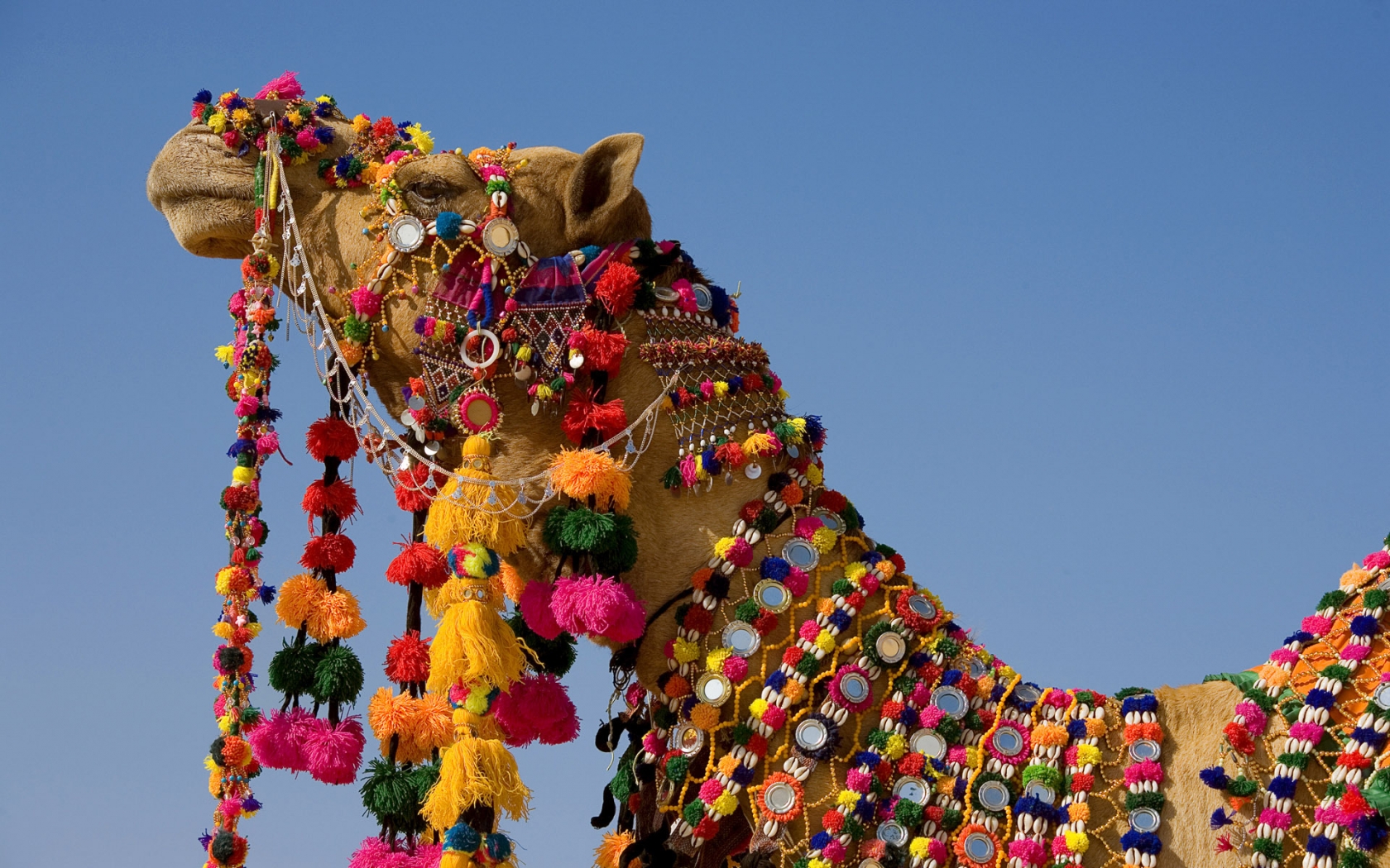 Decorated Camel for 1680 x 1050 widescreen resolution