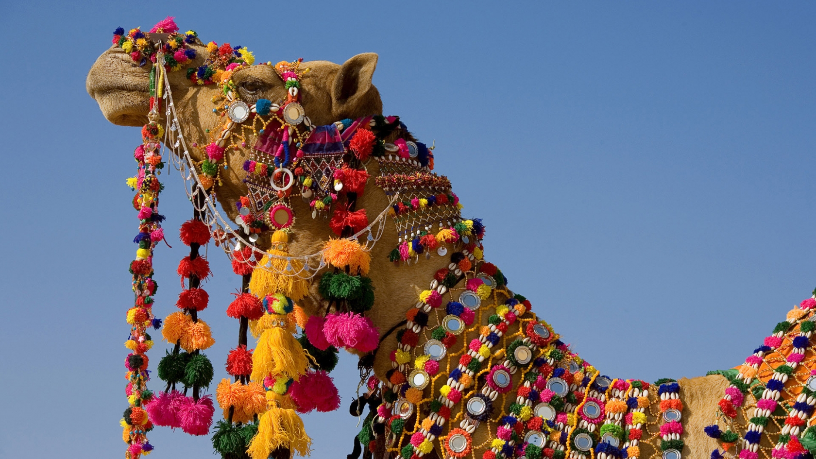 Decorated Camel for 1680 x 945 HDTV resolution