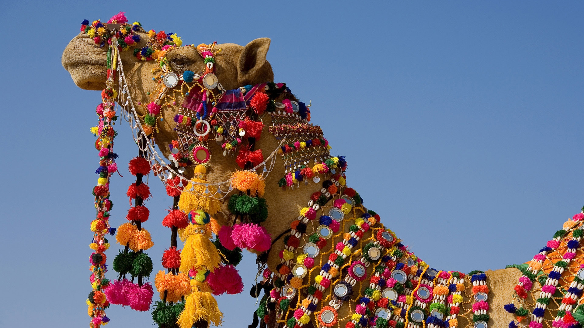 Decorated Camel for 1920 x 1080 HDTV 1080p resolution