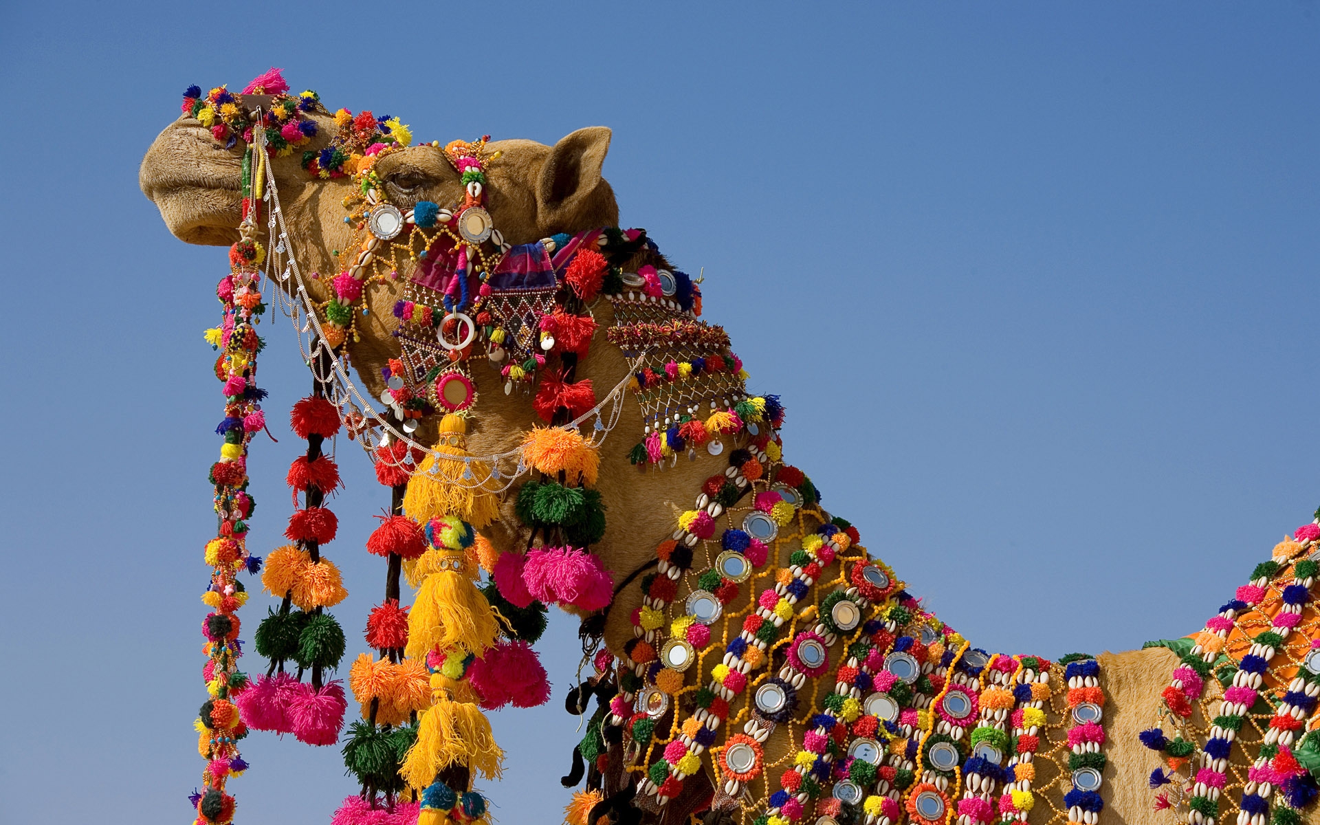 Decorated Camel for 1920 x 1200 widescreen resolution