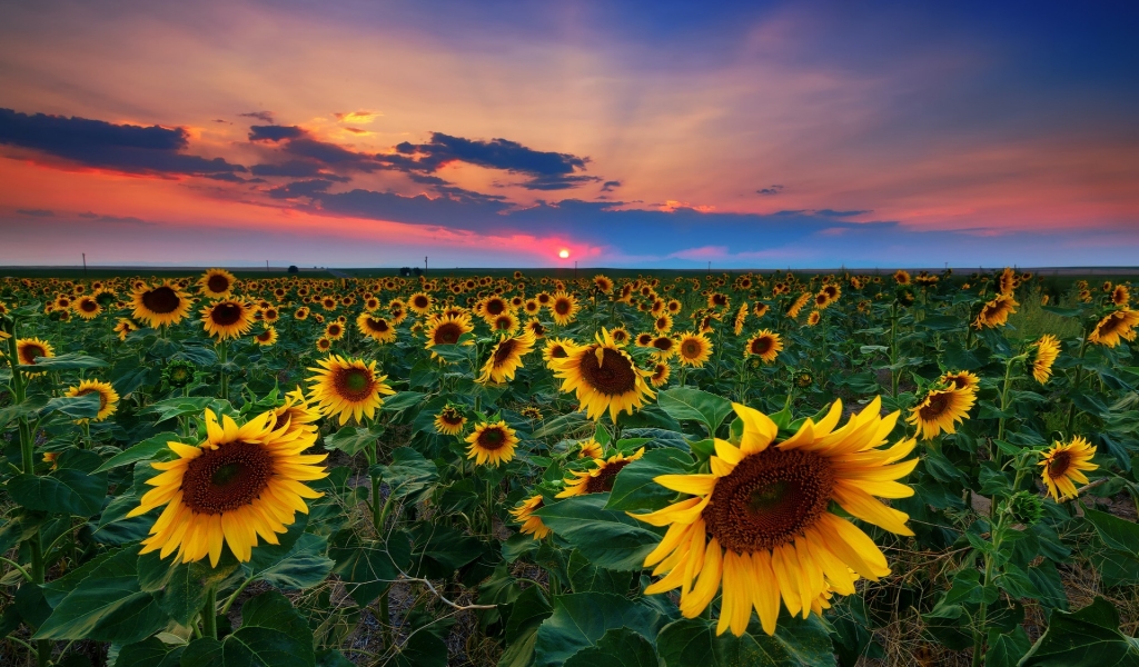 Denver Sunflowers Field for 1024 x 600 widescreen resolution