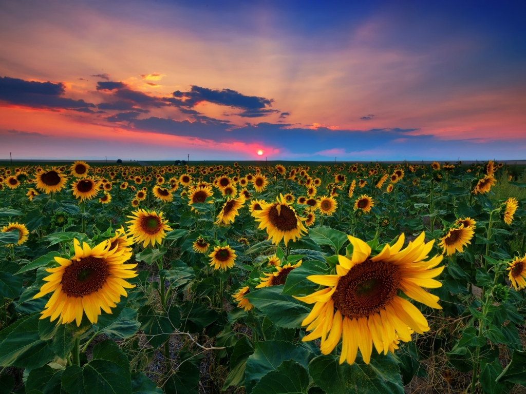 Denver Sunflowers Field for 1024 x 768 resolution