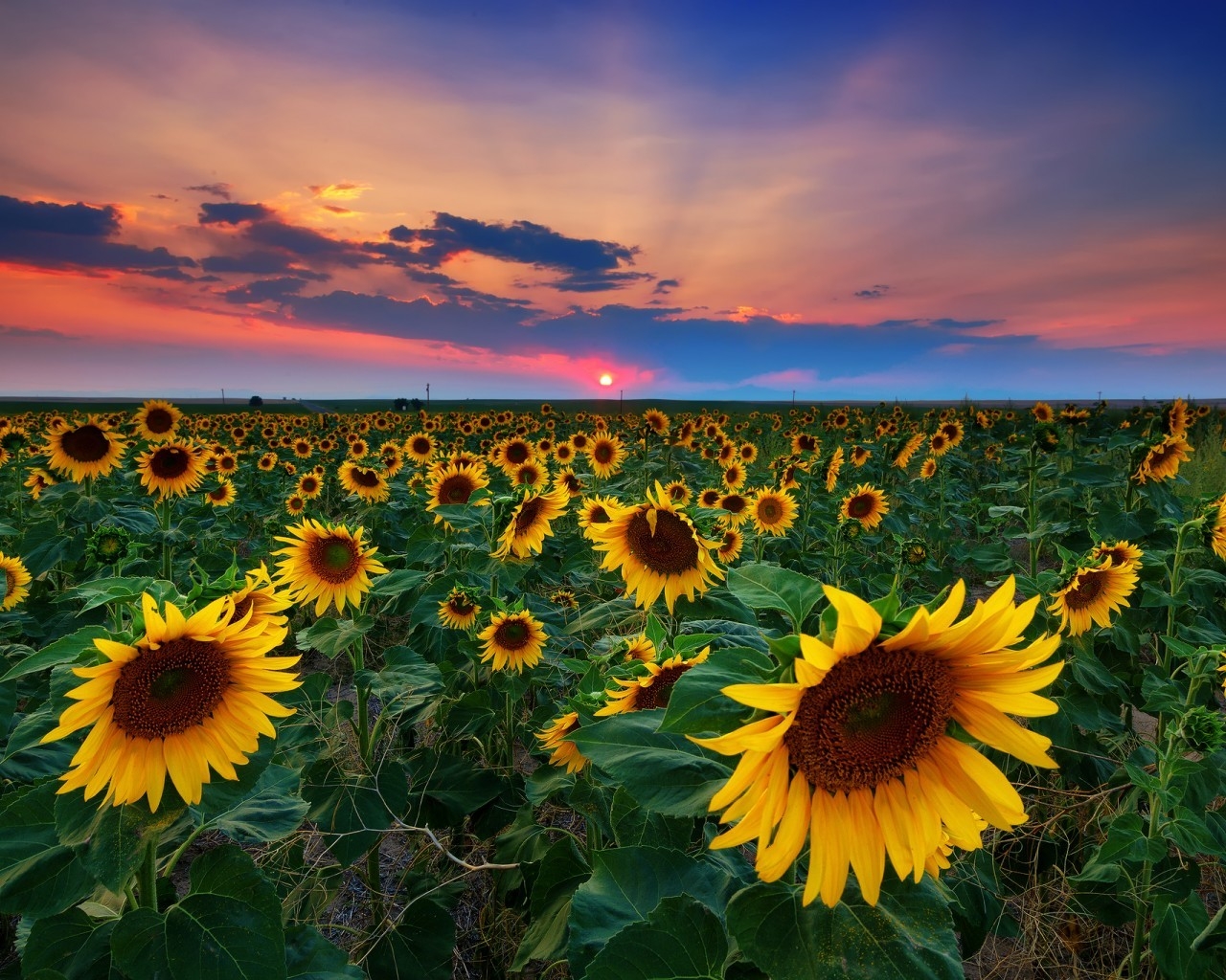Denver Sunflowers Field for 1280 x 1024 resolution