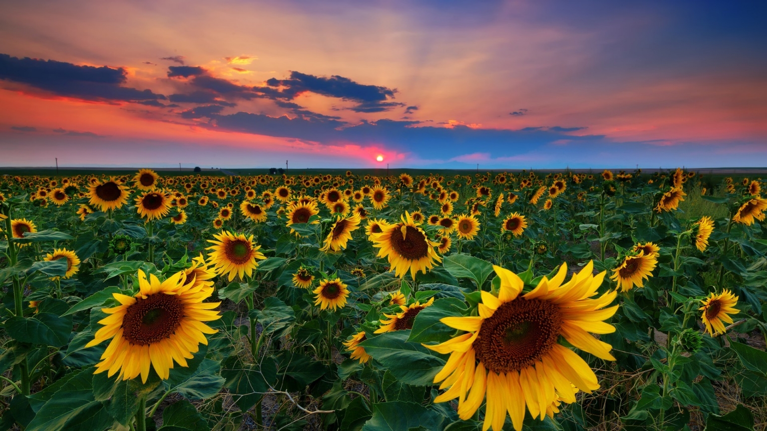 Denver Sunflowers Field for 1536 x 864 HDTV resolution