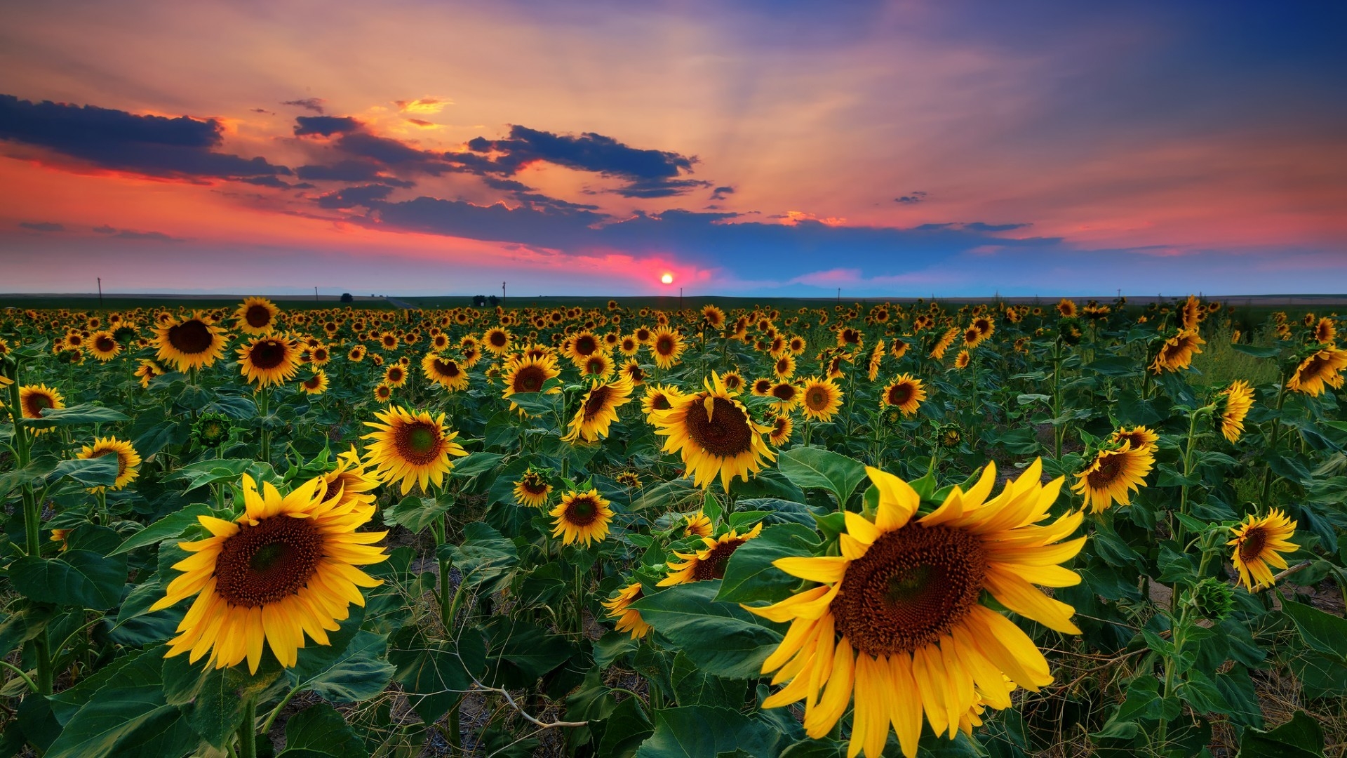 Denver Sunflowers Field for 1920 x 1080 HDTV 1080p resolution