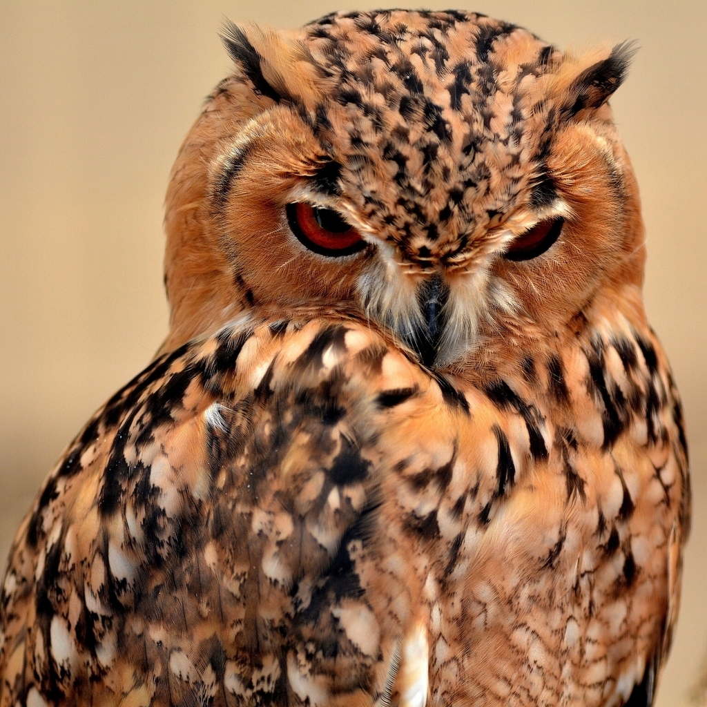 Desert Eagle Owl for 1024 x 1024 iPad resolution