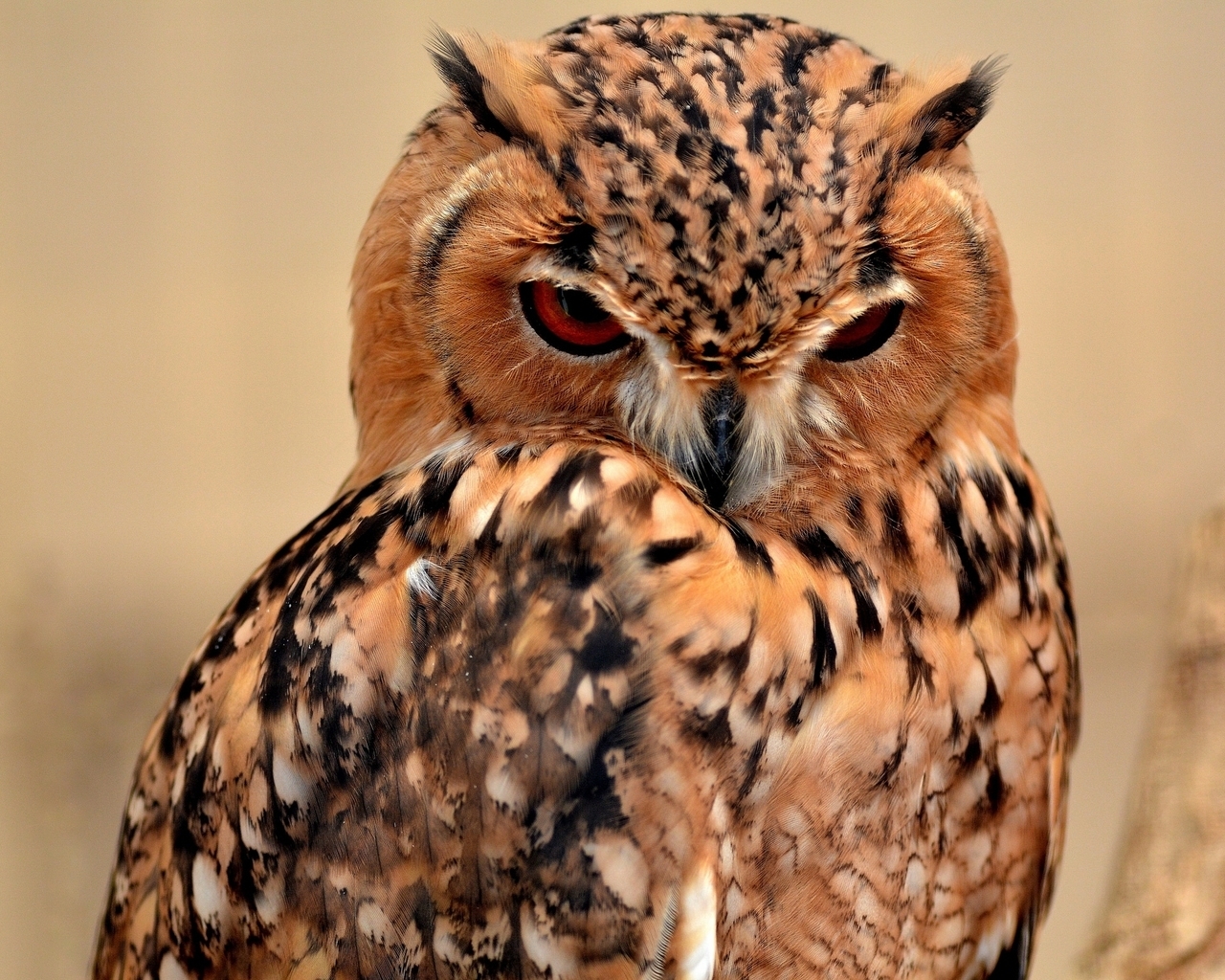 Desert Eagle Owl for 1280 x 1024 resolution