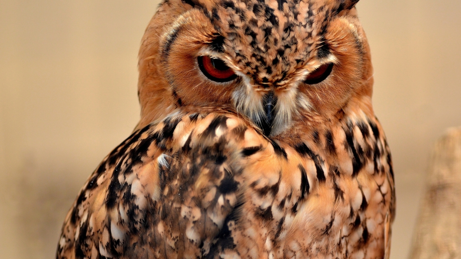 Desert Eagle Owl for 1600 x 900 HDTV resolution