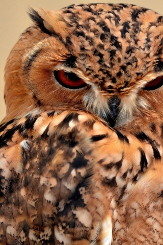 Desert Eagle Owl for 320 x 480 iPhone resolution