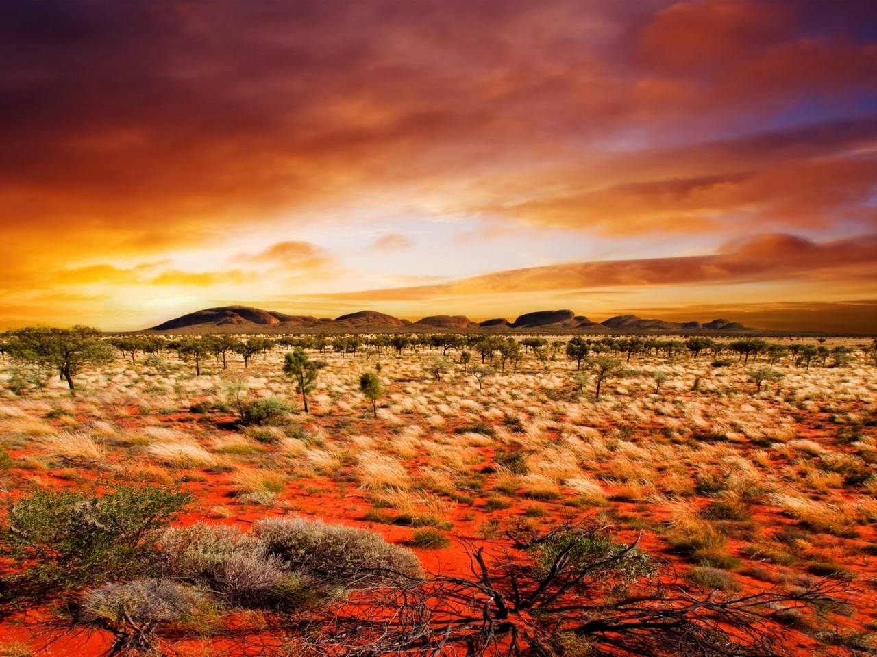 Desert Vegetation for 1280 x 960 resolution