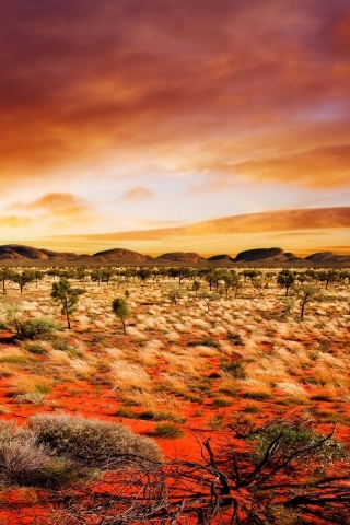 Desert Vegetation for 320 x 480 iPhone resolution
