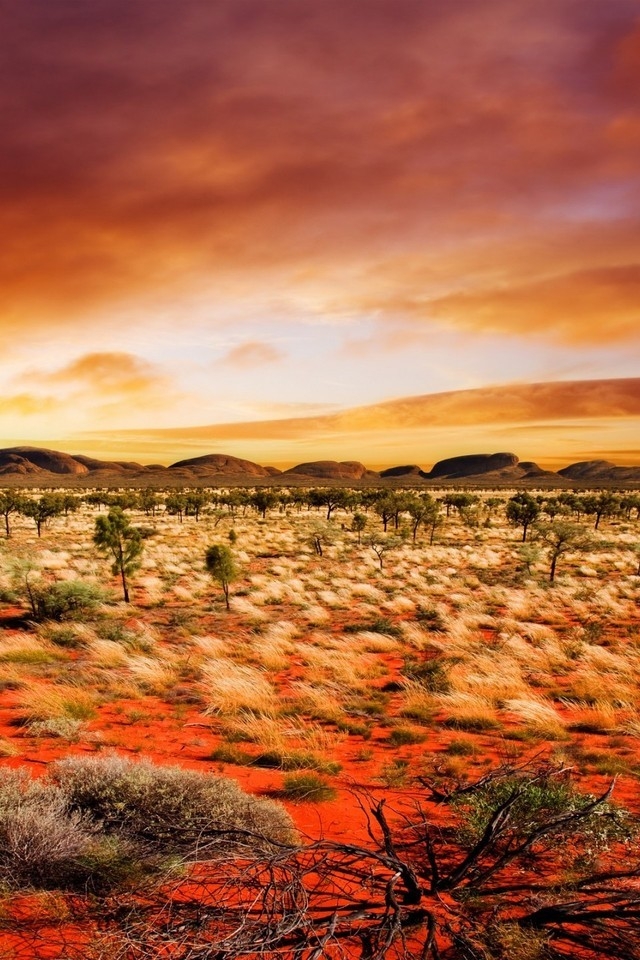 Desert Vegetation for 640 x 960 iPhone 4 resolution