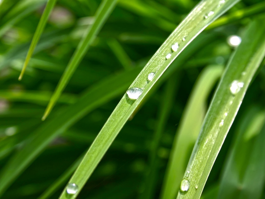 Dew Drop for 1024 x 768 resolution