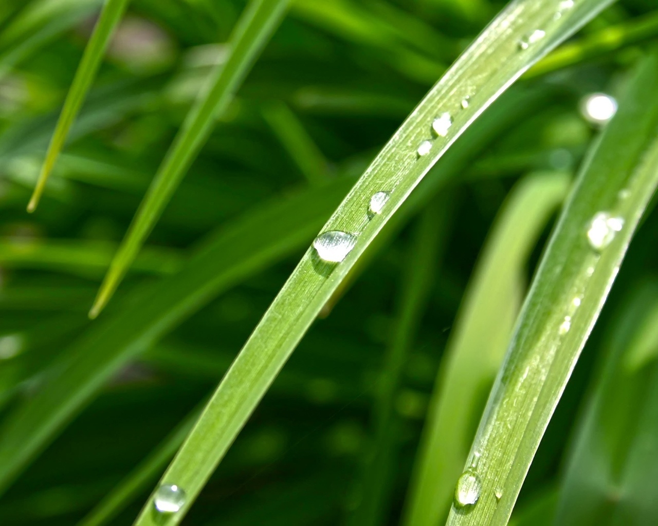 Dew Drop for 1280 x 1024 resolution