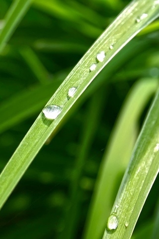 Dew Drop for 320 x 480 iPhone resolution