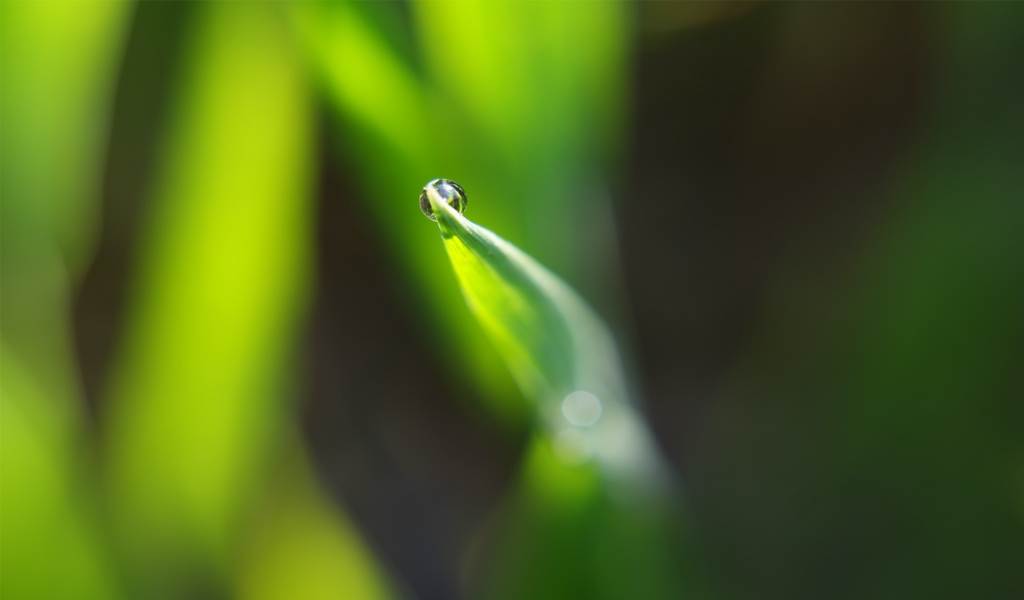 Dewdrop on leaf for 1024 x 600 widescreen resolution