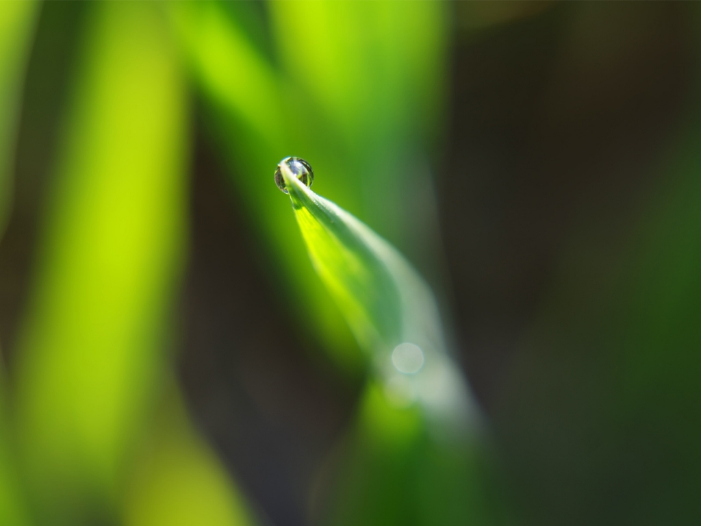 Dewdrop on leaf for 1024 x 768 resolution