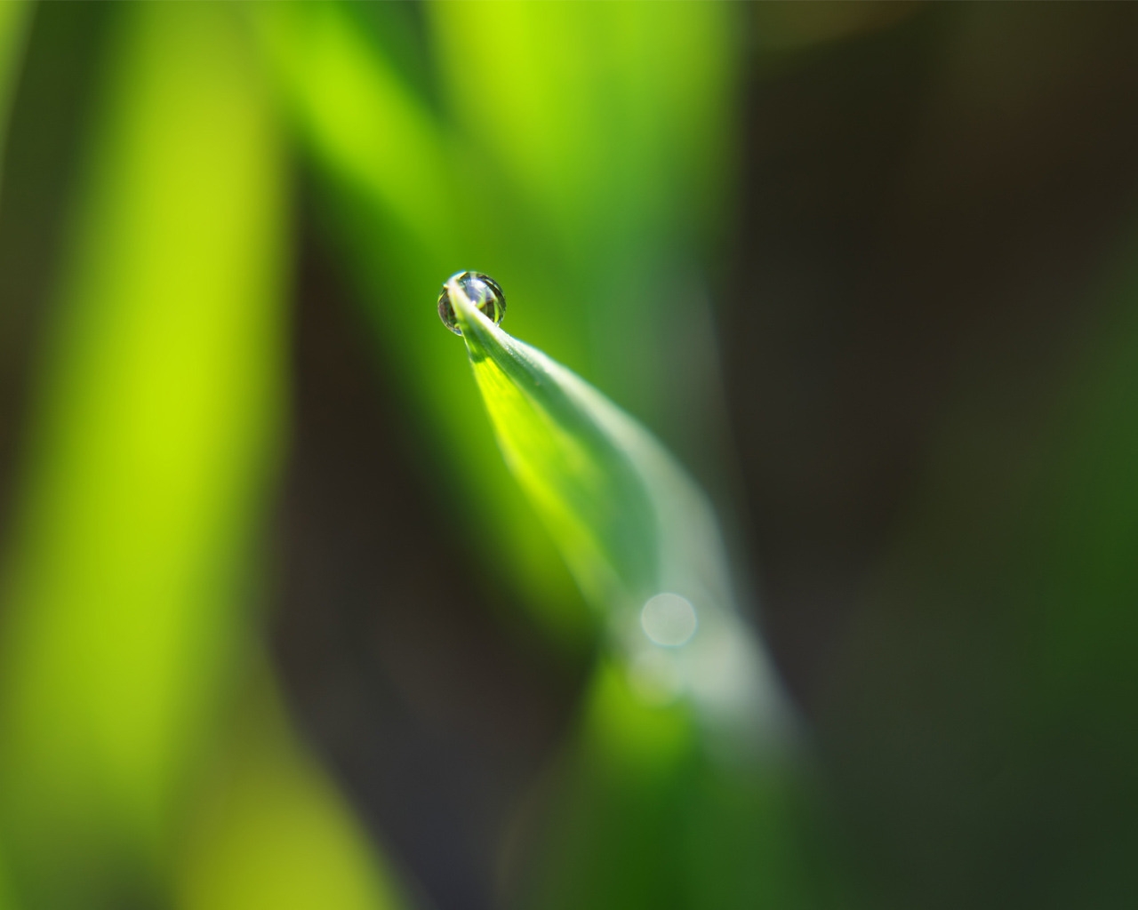 Dewdrop on leaf for 1280 x 1024 resolution
