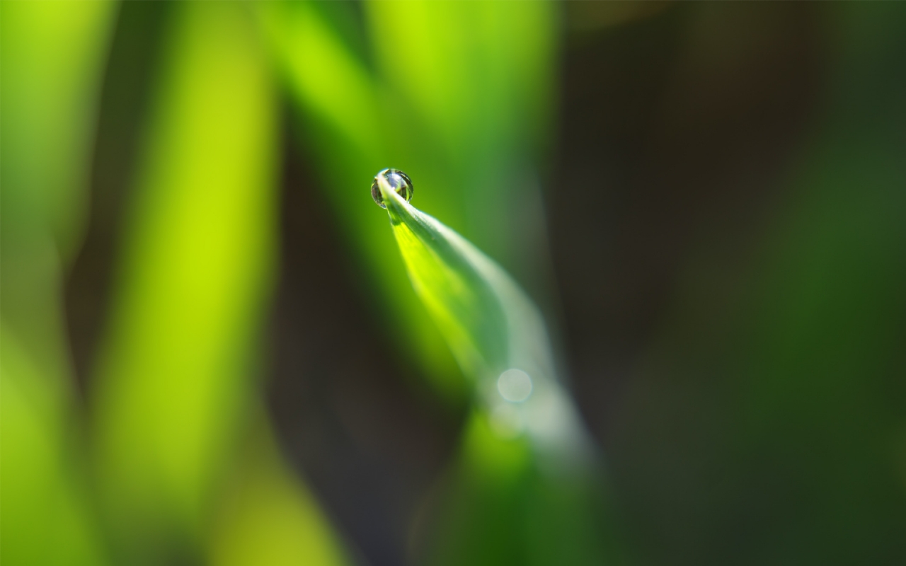 Dewdrop on leaf for 1280 x 800 widescreen resolution