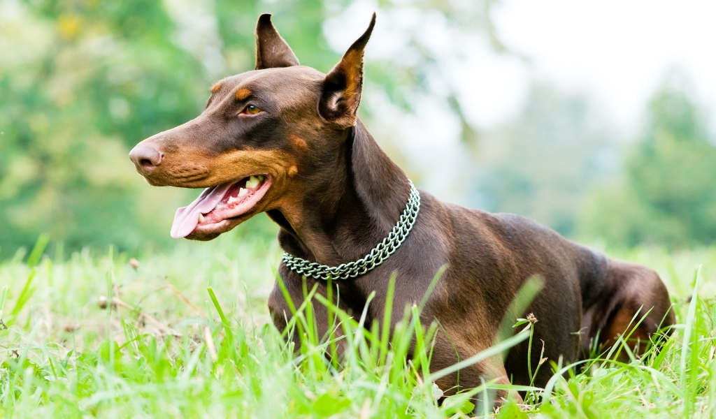 Doberman Pinscher for 1024 x 600 widescreen resolution