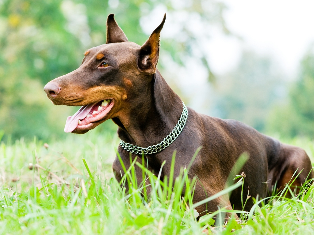 Doberman Pinscher for 1024 x 768 resolution