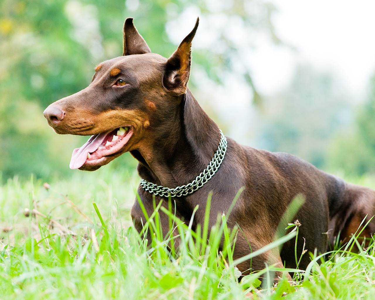 Doberman Pinscher for 1280 x 1024 resolution