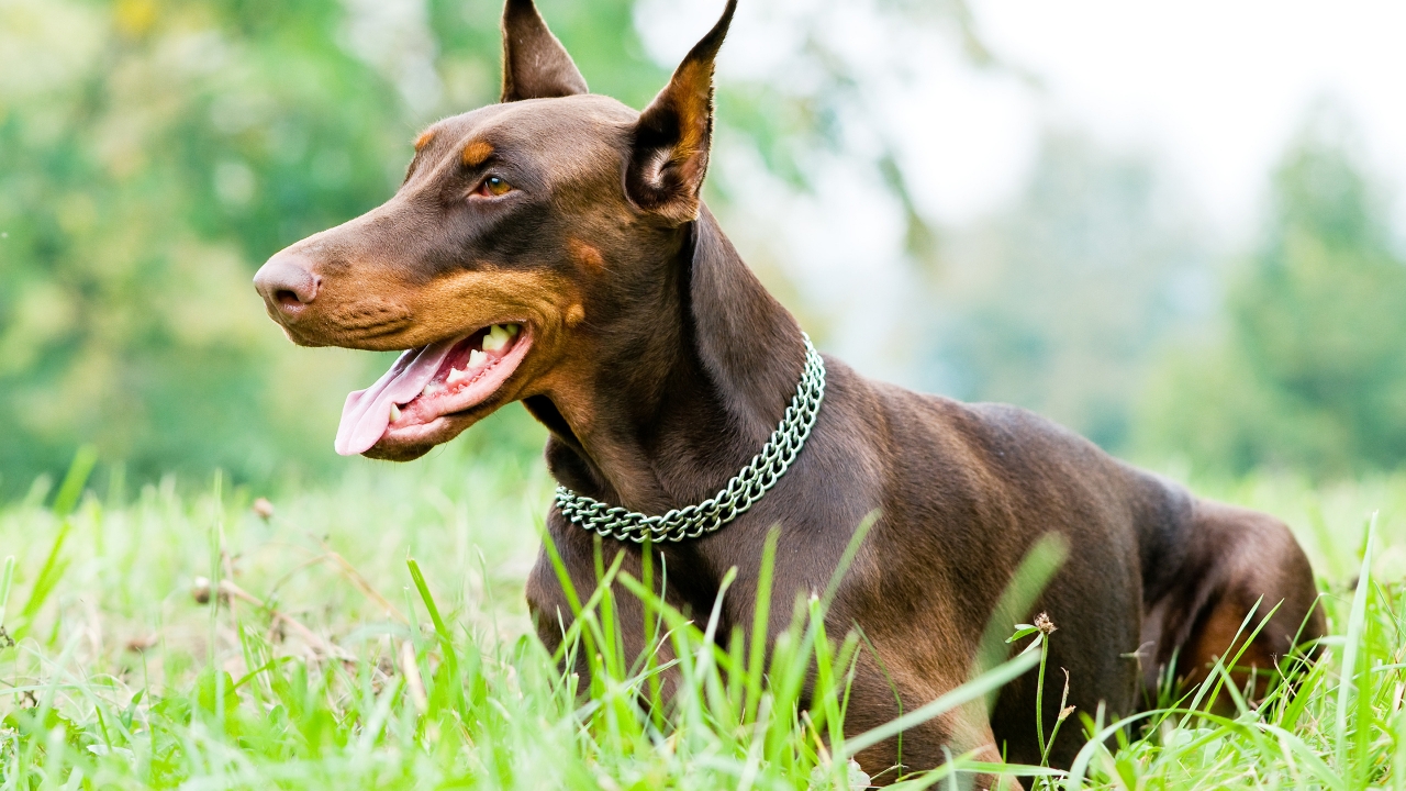 Doberman Pinscher for 1280 x 720 HDTV 720p resolution