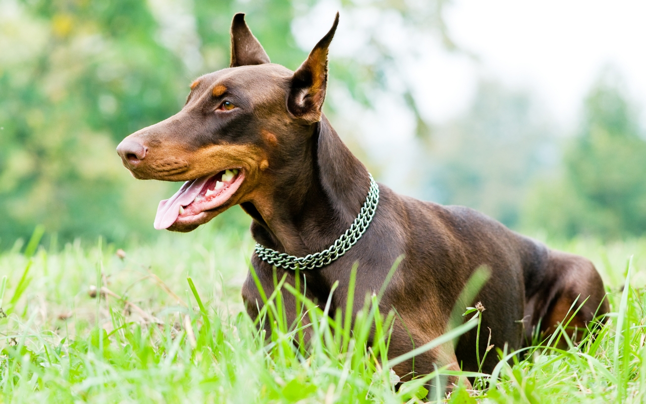 Doberman Pinscher for 1280 x 800 widescreen resolution